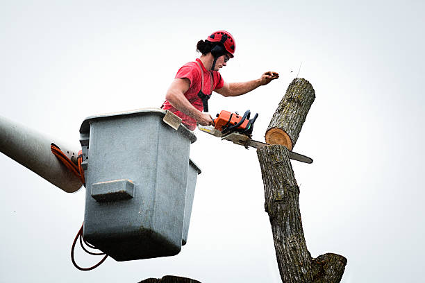 Best Residential Tree Removal  in Woodlawn, MD