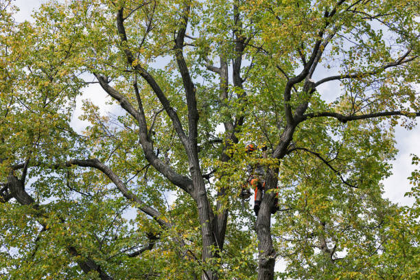 Best Residential Tree Removal  in Woodlawn, MD